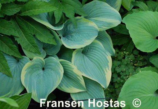 Hosta Secret Love